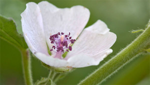 Marsh Mallow – Althaea officinalis Marsh Mallow – Althaea officinalis