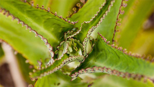 Bryophyllum – Kalanchoë daigremontiana