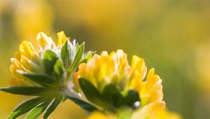 Anthyllis – Anthyllis vulneraria Anthyllis – Anthyllis vulneraria