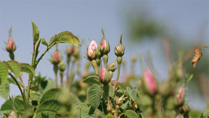 Rose – Rosa ssp.