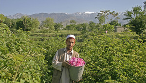 Dr. Hauschka Essential rose oil from Afghanistan Dr. Hauschka Essential rose oil from Afghanistan
