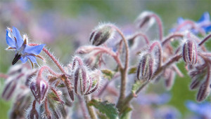 Borage – Borago officinalis Borage – Borago officinalis
