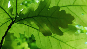 Oak – Quercus robur