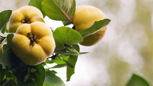 Quince – Cydonia oblonga Quince – Cydonia oblonga
