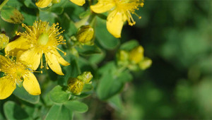 St. John‘s Wort – Hypericum perforatum St. John‘s Wort – Hypericum perforatum
