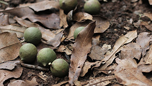 Dr. Hauschka Macadamia nuts from Kenya