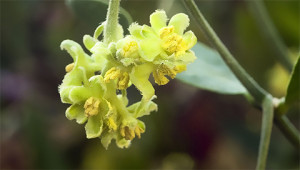 Jojoba – Simmondsia chinensis