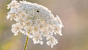Carrot – Daucus carota Carrot – Daucus carota