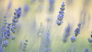 Lavender – Lavandula angustifolia 