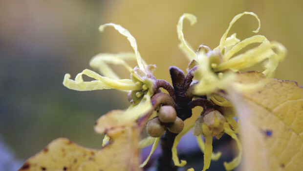 Zaubernuss-Hamamelis-virginiana-5352 Zaubernuss-Hamamelis-virginiana-5352