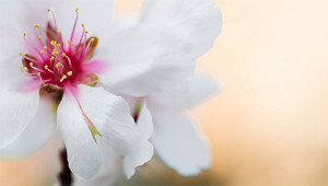 Almond Tree – Prunus dulcis Almond Tree – Prunus dulcis