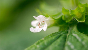 Melissa – Melissa officinalis Melissa – Melissa officinalis