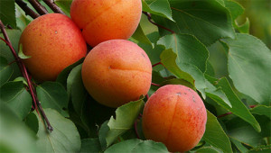 Apricot – Prunus armeniaca Apricot – Prunus armeniaca