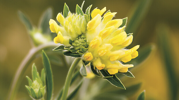 Wundklee-Anthyllis-vulneraria-0062-quer Wundklee-Anthyllis-vulneraria-0062-quer