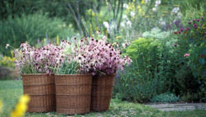 Dr. Hauschka Herb garden Dr. Hauschka Herb garden