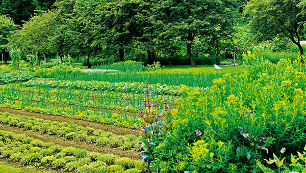 Banner-Ingredients-Small-01 Banner-Ingredients-Small-01